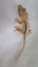 Load image into Gallery viewer, Low Scale Lilly White CG6