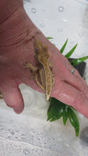 Load image into Gallery viewer, Cappuccino Pinstripe Dalmatian Crested Gecko CG9