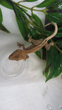 Load image into Gallery viewer, Cappuccino Pinstripe Dalmatian Crested Gecko CG9
