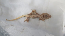 Load image into Gallery viewer, Cappuccino Crest Gecko CG13