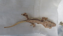 Load image into Gallery viewer, Cappuccino Crest Gecko CG13