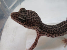 Load image into Gallery viewer, Mack Super Snow Breeding Pair (2)