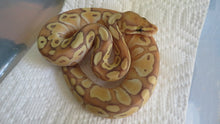 Load image into Gallery viewer, Banana Lesser Ball Python Male B9
