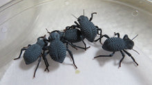 Load image into Gallery viewer, Blue Death Feigning Beetle