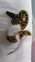 Load image into Gallery viewer, Fire Pied Ball Python aka Pyro Pied