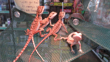 Load image into Gallery viewer, Baby Bearded Dragon Package Special! Combination Baby Dragon & Setup