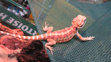 Load image into Gallery viewer, Baby Bearded Dragon Package Special! Combination Baby Dragon & Setup