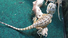 Load image into Gallery viewer, Baby Bearded Dragon Package Special! Combination Baby Dragon & Setup