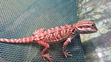 Load image into Gallery viewer, Baby Bearded Dragon Package Special! Combination Baby Dragon & Setup