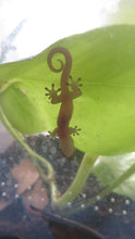 Load image into Gallery viewer, Mourning Gecko (Hawaiian or Yellow Belly)