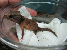 Load image into Gallery viewer, White Eyed Crocodile Skink