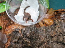 Load image into Gallery viewer, White Eyed Crocodile Skink