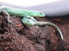 Load image into Gallery viewer, Green Keeled Lizard