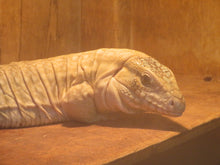 Load image into Gallery viewer, Anery Tegu
