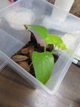 Load image into Gallery viewer, Mourning Gecko (Hawaiian or Yellow Belly)