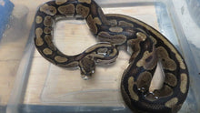 Load image into Gallery viewer, Ball Python Rehome E2