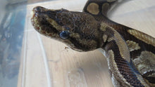 Load image into Gallery viewer, Ball Python Rehome E2