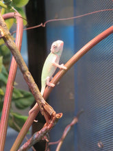 Load image into Gallery viewer, Veiled Chameleon babies Pied