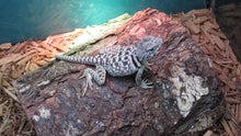 Load image into Gallery viewer, Baby Collard Lizard Rehome