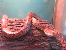 Load image into Gallery viewer, Adult Corn Snake Male