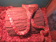 Load image into Gallery viewer, Adult Corn Snake Male