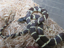 Load image into Gallery viewer, California King Babies