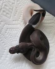 Load image into Gallery viewer, Panda Pied Ball Python