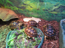 Load image into Gallery viewer, Sulcata Tortoise 4"+