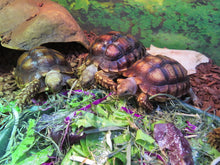 Load image into Gallery viewer, Sulcata Tortoise 4"+
