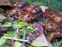 Load image into Gallery viewer, Sulcata Tortoise 4"+