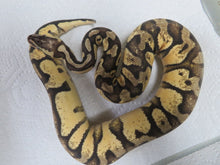 Load image into Gallery viewer, Super Pastel Yellow Belly Spark Ball Python D3