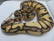 Load image into Gallery viewer, Super Pastel Yellow Belly Spark Ball Python D3
