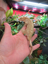 Load image into Gallery viewer, Adult Crested Gecko T#2