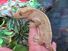 Load image into Gallery viewer, Adult Crested Gecko T#2