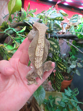 Load image into Gallery viewer, Adult Crested Gecko T#2