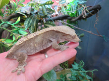 Load image into Gallery viewer, Adult Crested Gecko T#2
