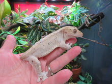 Load image into Gallery viewer, Adult Crested Gecko T#2