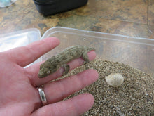 Load image into Gallery viewer, Leachianus Gecko aka New Caledonia Giant Gecko