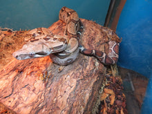 Load image into Gallery viewer, Rental Car Boa