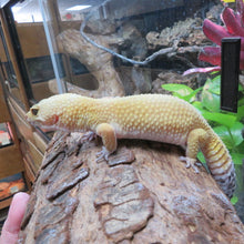 Load image into Gallery viewer, Leopard Gecko Rehome #13