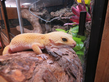 Load image into Gallery viewer, Leopard Gecko Rehome #13