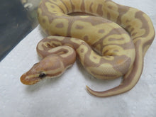 Load image into Gallery viewer, Banana Ball Python Female B9