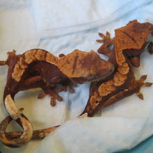 Load image into Gallery viewer, Crested Gecko baby CG7