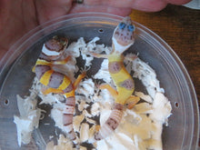 Load image into Gallery viewer, Normal Leopard Gecko Baby