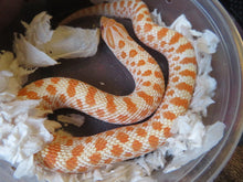 Load image into Gallery viewer, Albino Western Hognose