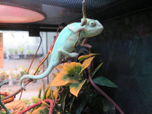 Load image into Gallery viewer, Veiled Chameleon babies Pied & Het Pied