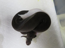 Load image into Gallery viewer, Panda Pied Ball Python