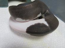 Load image into Gallery viewer, Panda Pied Ball Python