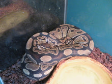Load image into Gallery viewer, Ball Python Rehome "Bain"