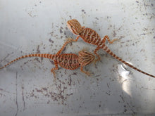 Load image into Gallery viewer, Baby Bearded Dragon Package Special! Combination Baby Dragon & Setup